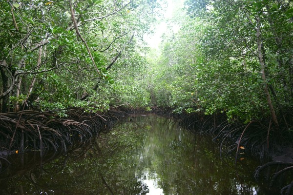 Mangrovníky v Jozani