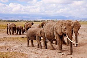 Keňa a slony v národnom parku